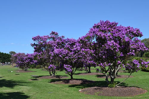 Visit - Centennial Parklands - Tibouchina - Centennial Parklands