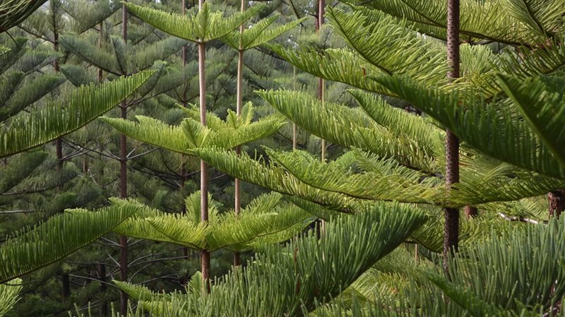 Araucaria heterophylla Norfolk Island pine 