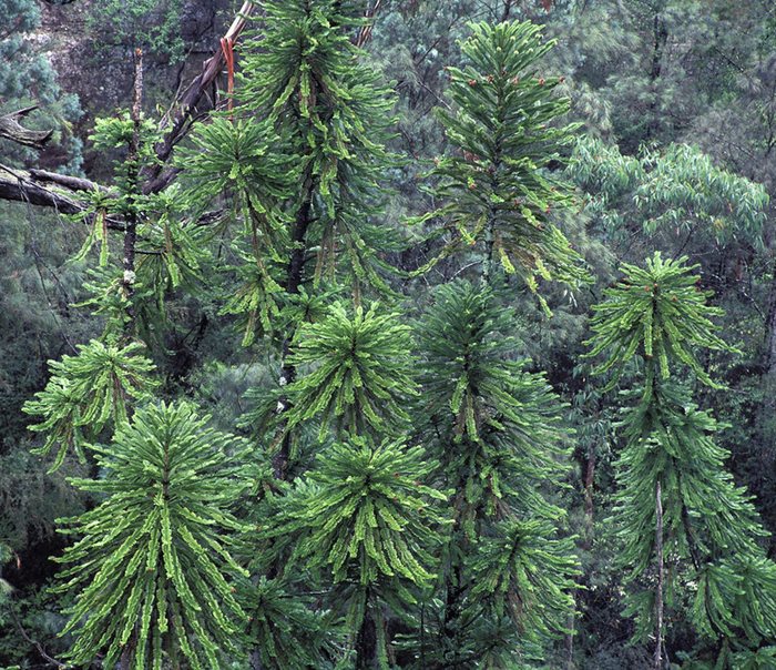 Multiple green wollemi pines in their natural habitat. Shot from above.