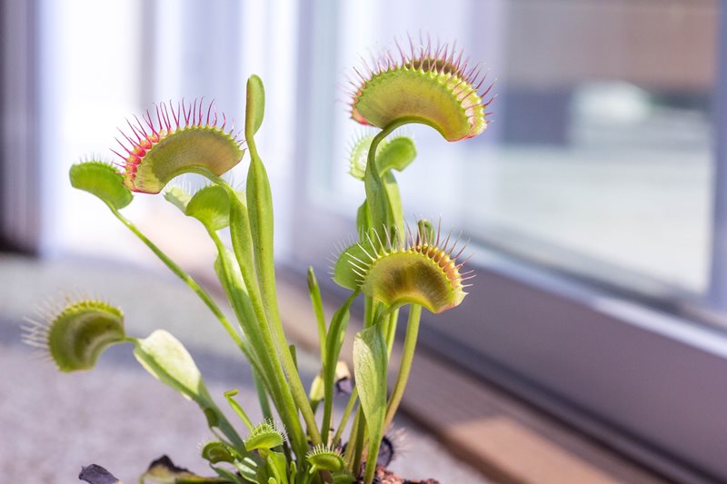 venus flytrap on window