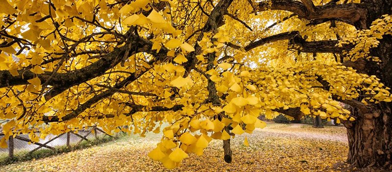 13.	Ginkgo biloba 