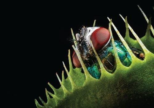 A fly trapped in a carnivorous plant.