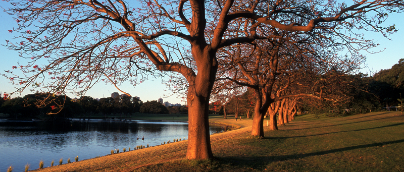 duck pond