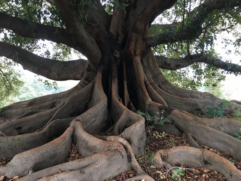 Moreton Bay Fig, Centennial Park