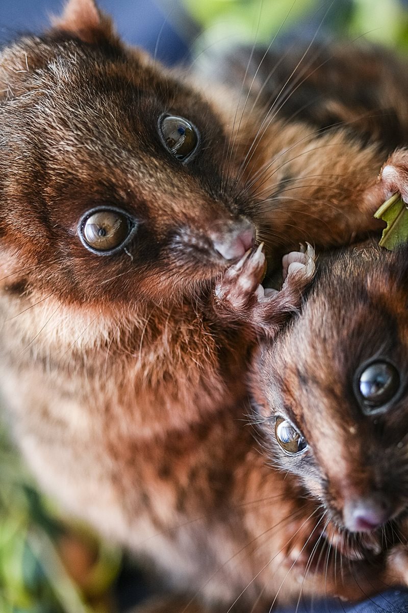 ring tailed possums at centennial park