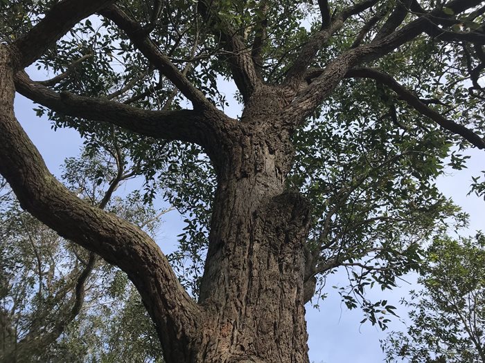 tree underneath view