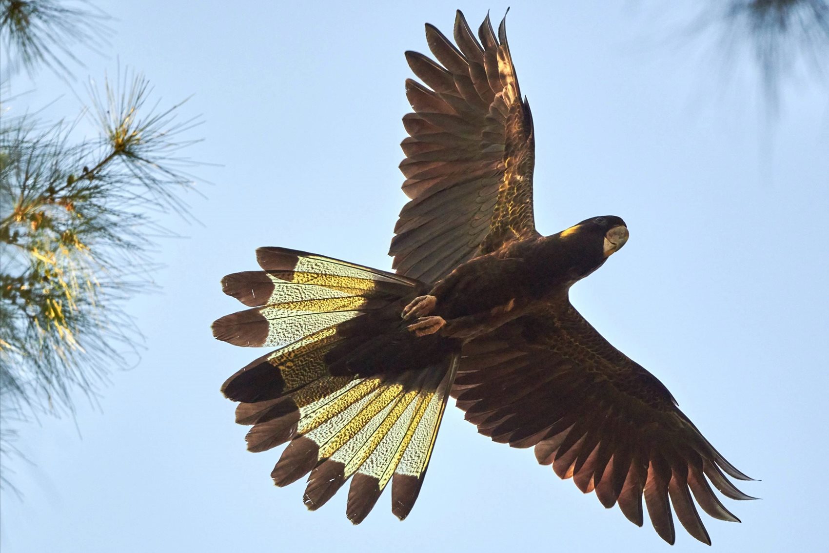 Yellow-tailed black cockatoo in flight