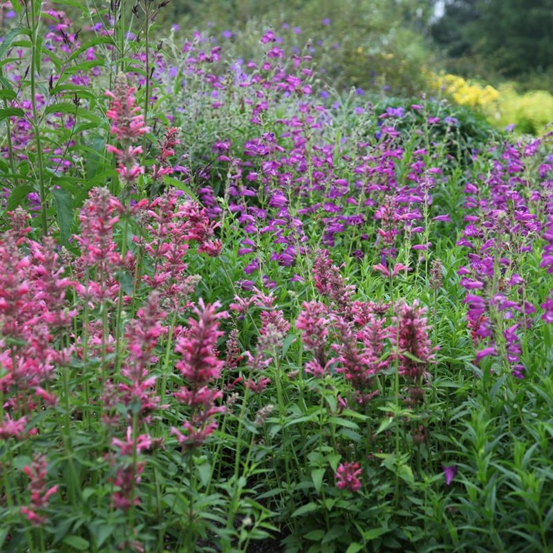Agastache mexicana
