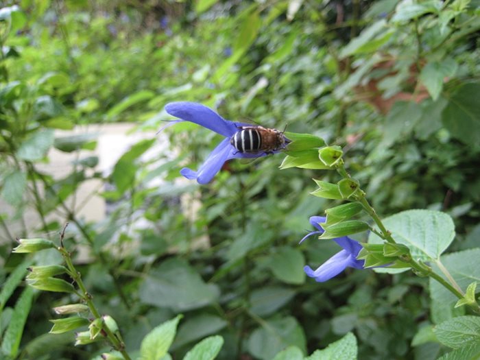 Blue Banded Bees on blue flower