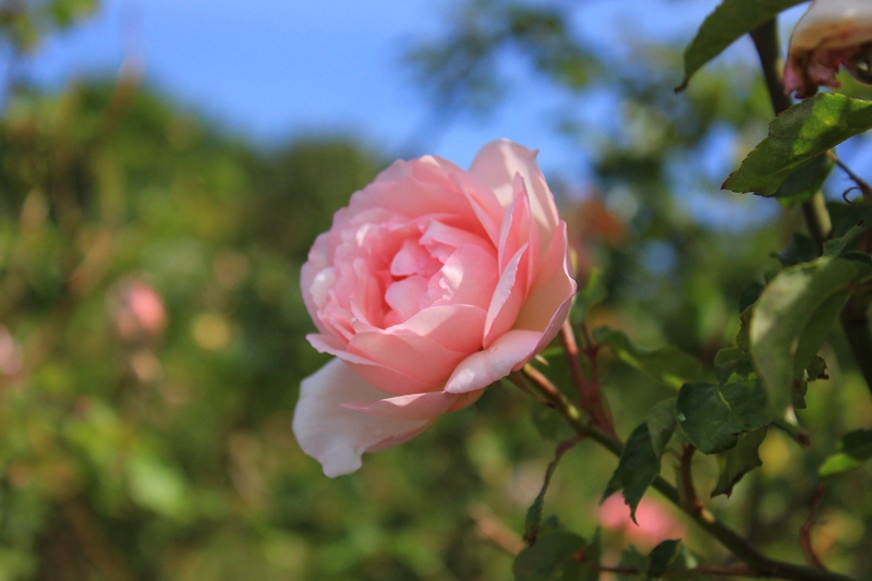 rose garden, centennial park