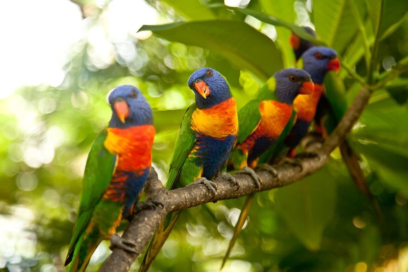 rainbow lorikeet centennial park