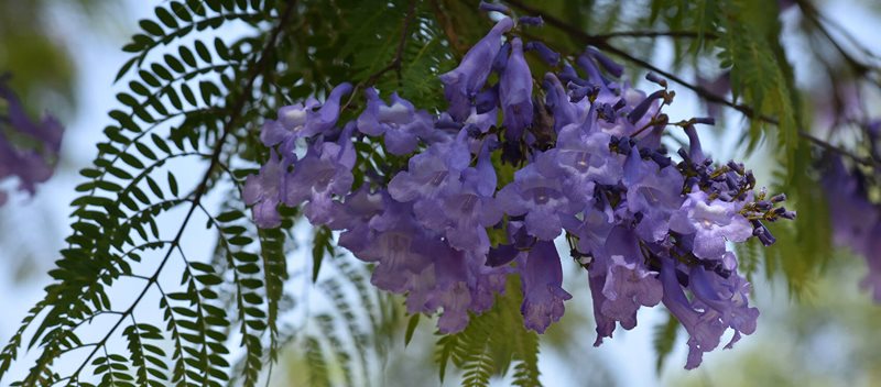 jacaranda