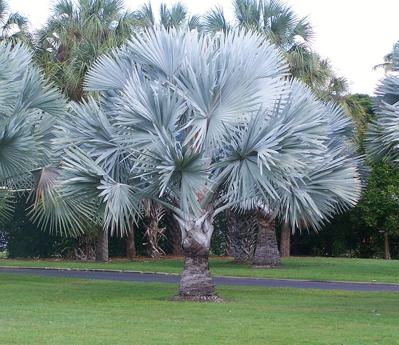 Bismarckia nobilis stunning large silver blue palm