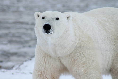 An adult polar bear in the snow
