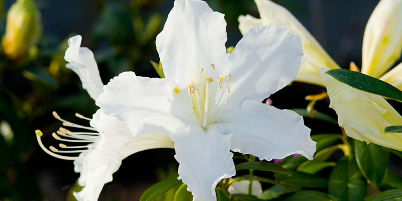 azalea rhododendron, centennial park