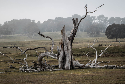 Dead tree in a paddock