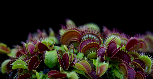 Red and green carnivorous snap trap plants, looking like a field of beaks..