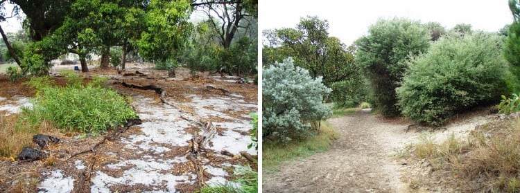 ESBS remnants in Centennial Parklands (Bird Sanctuary on right; York Road on left)