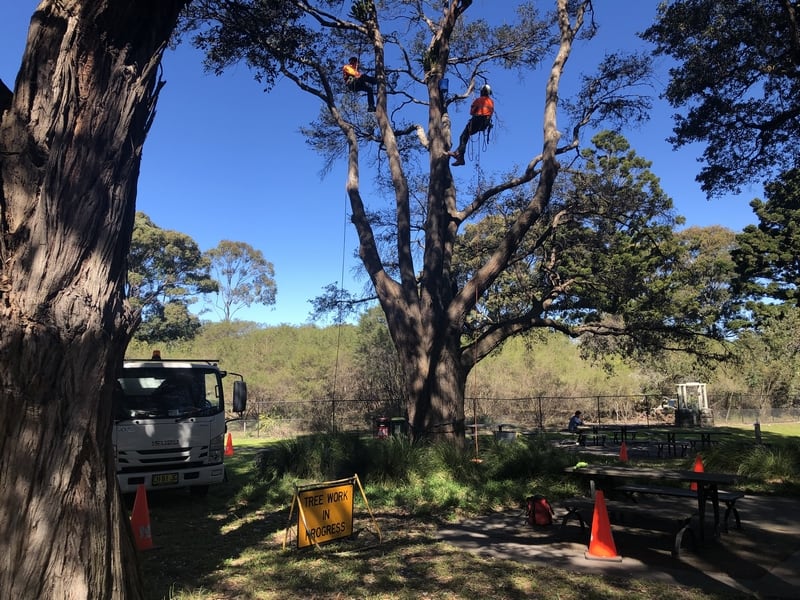 Turpentine tree