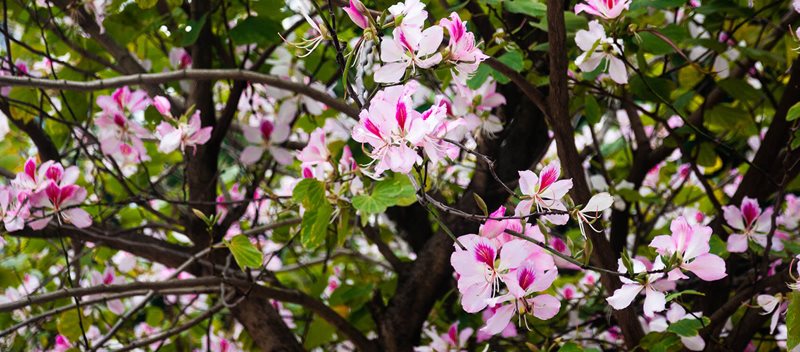 Bauhinia variegata orchid tree 1700 .jpg