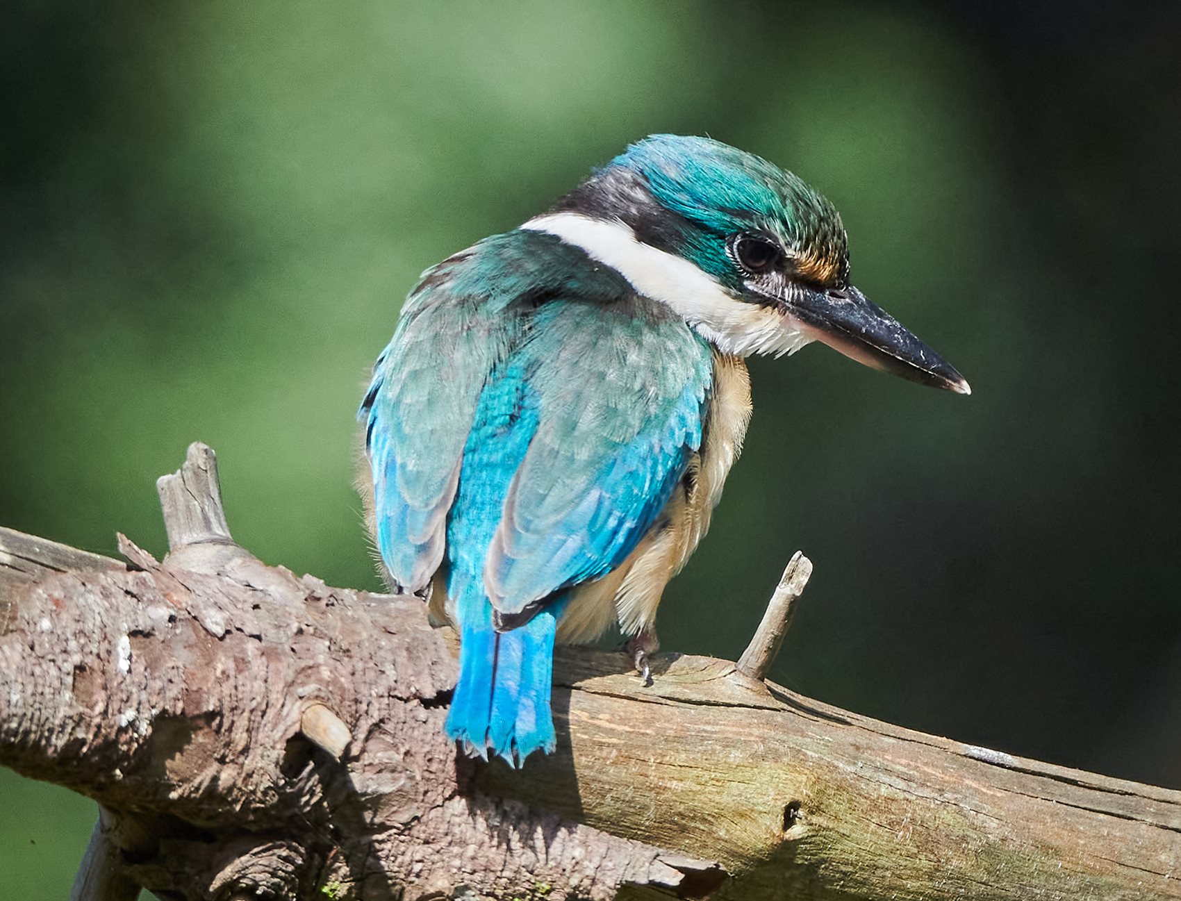 moire  Feather, Blue bird, Beautiful birds