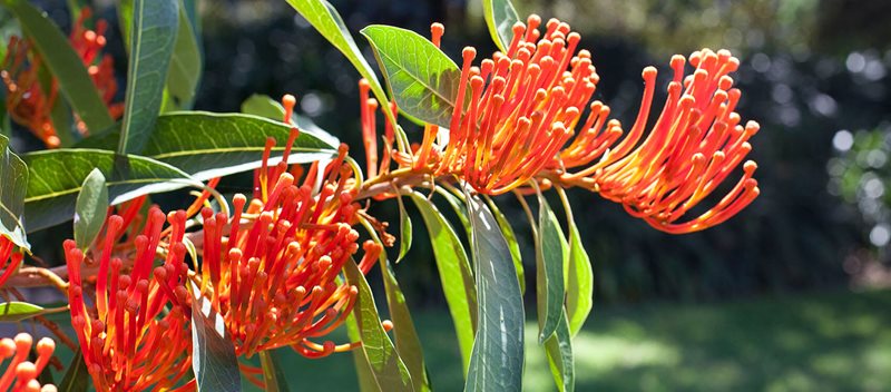 Alloxylon flammeum