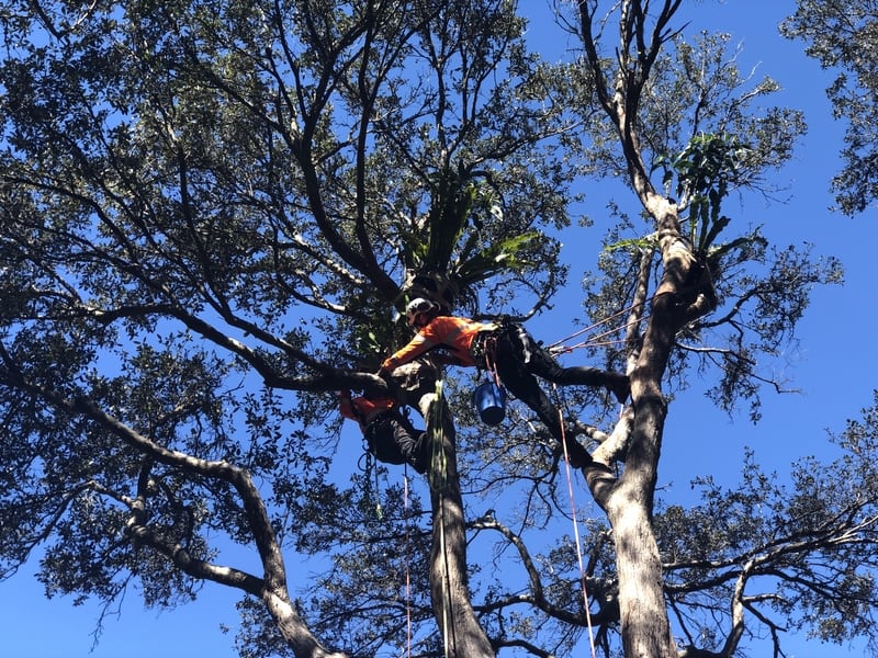 Strangler fig experiment, Centennial Park