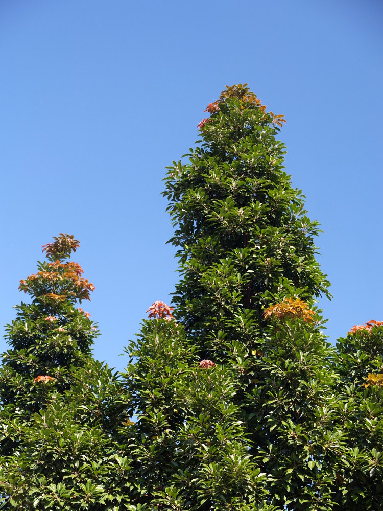 mid-sized native  rainforest tree with attractive foliage 17 going on MPGC 300ltr