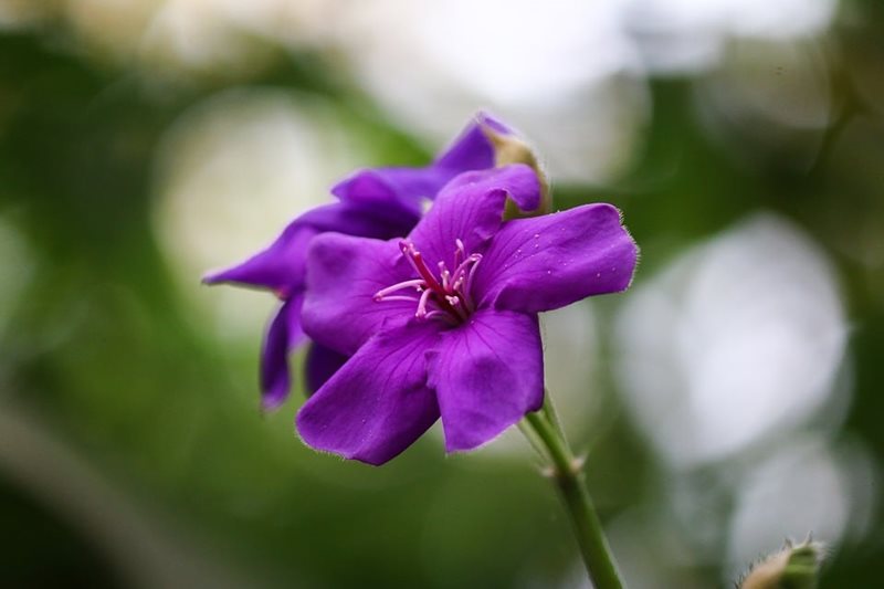 tibouchina, centennial park