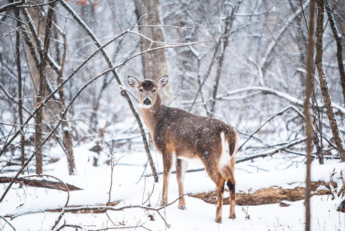 A caribou amongst trees in the snow