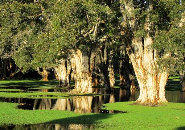 Swamp Trees - by Paul Atroshenko