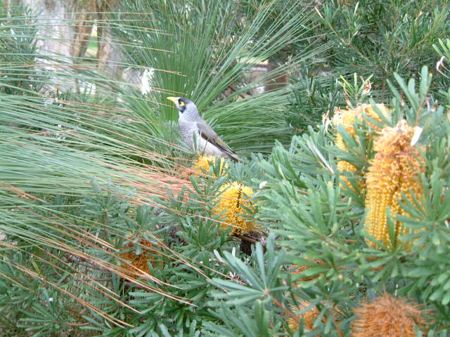 eastern suburbs banksia scrub noisy miner