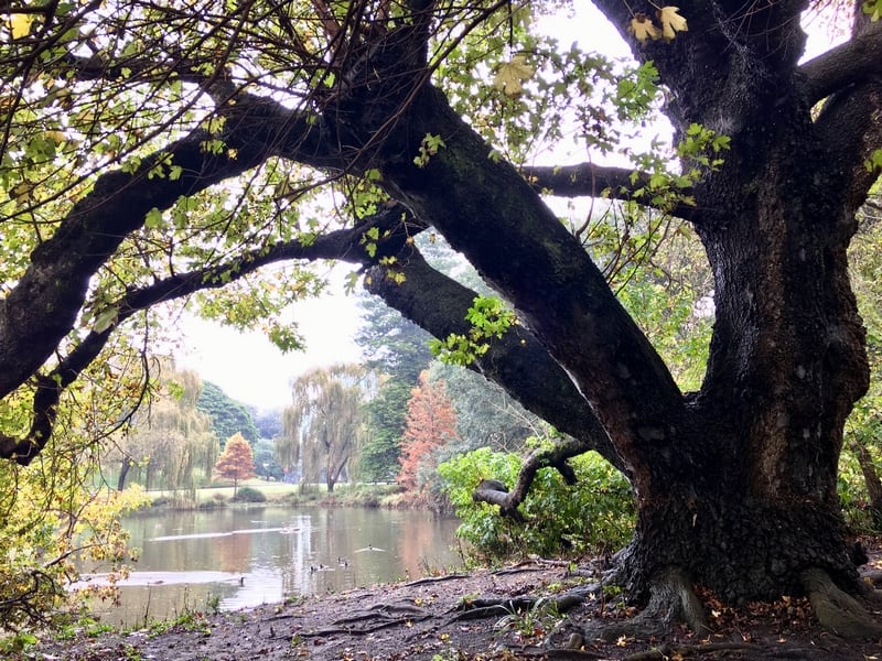 Turkish Sweet Gum, Centennial Park 