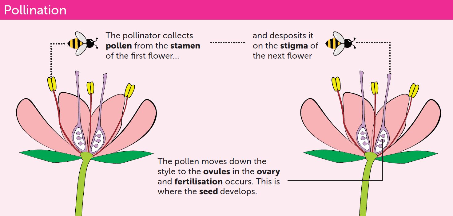 Diagram depicting pollination