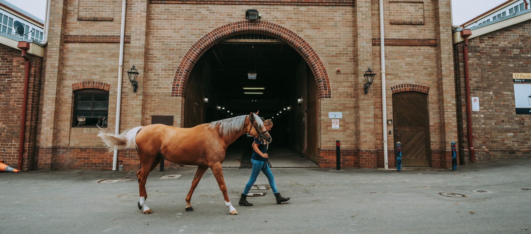 Stories Our Amazing Equine History Centennial Parklands