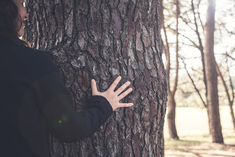 centennial park forest bathing