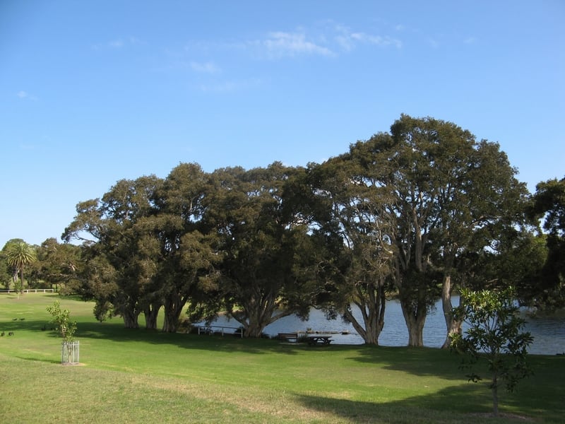 Melaleuca quinquenervia, Broad leaved paperbark (grove)