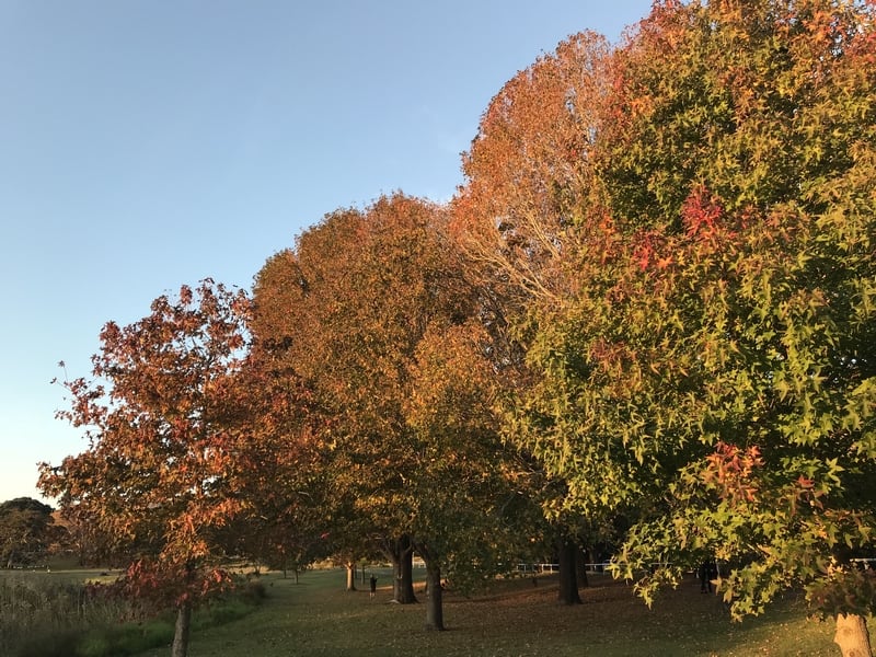 Liquidambar styraciflua, Sweet gum (grove)