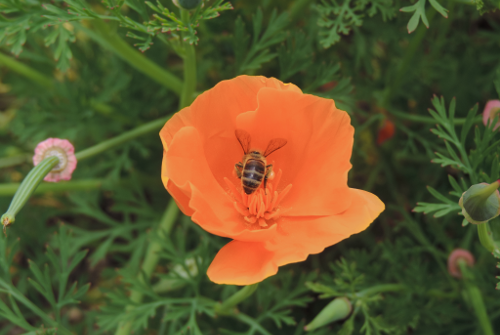 Orange flower with bee in its centre