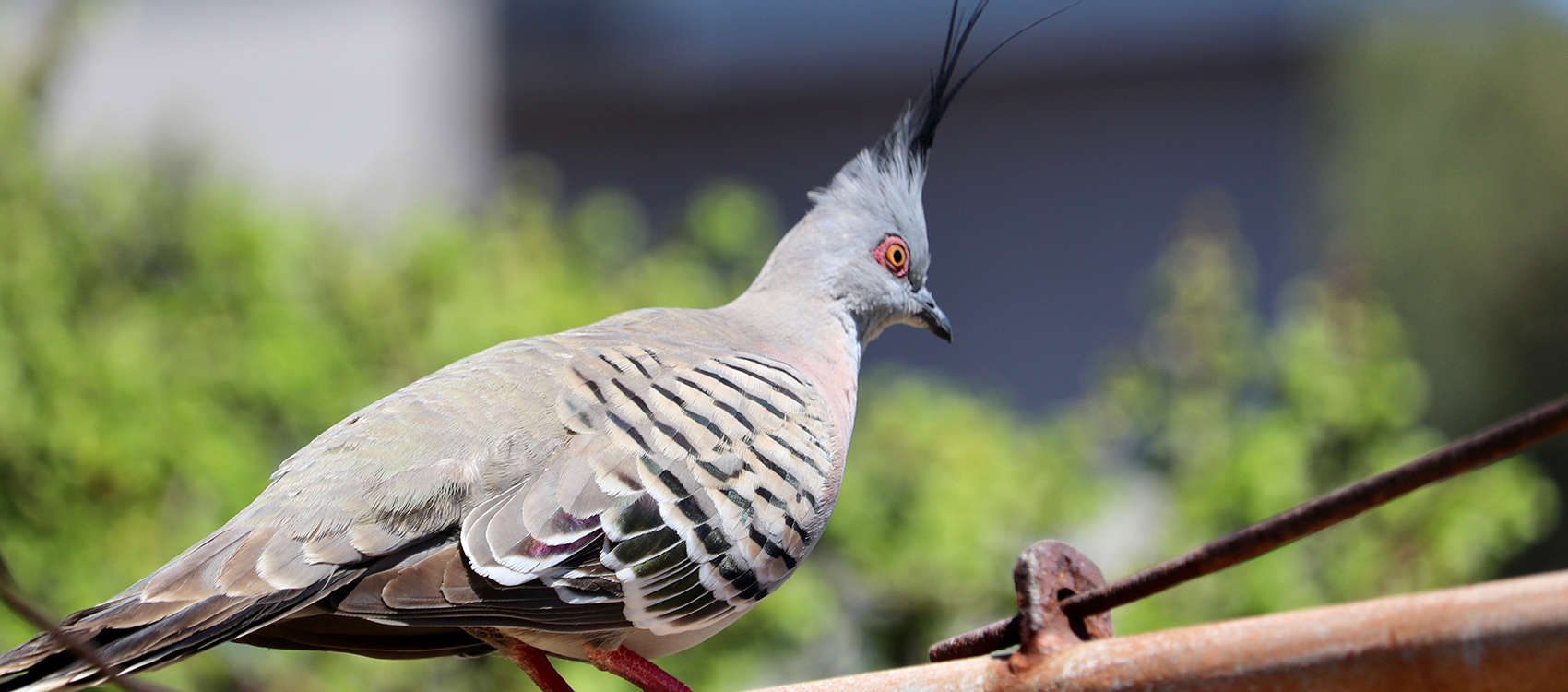 Topknot Pigeon Centennial Parklands