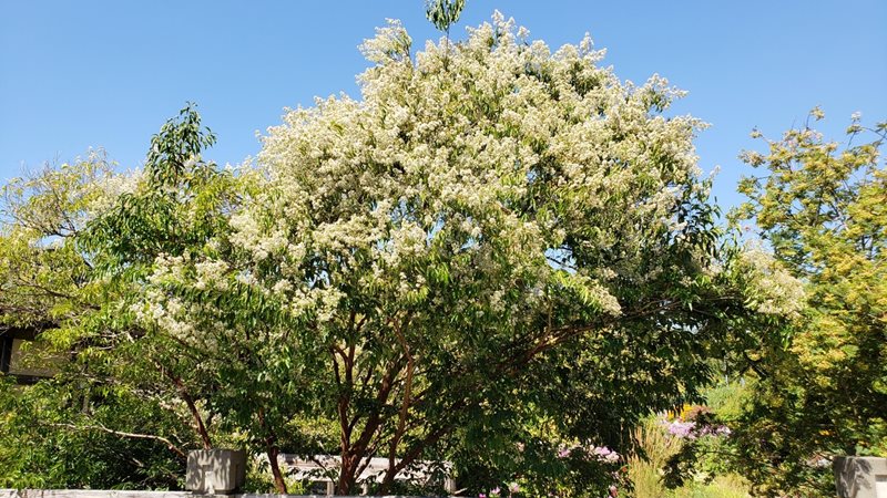 Lagerstroemia fauriei 'Fantasy’ 