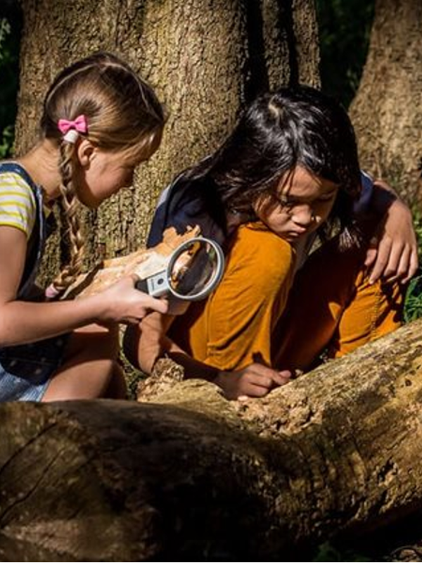 Children examining a tree with magnifying glass