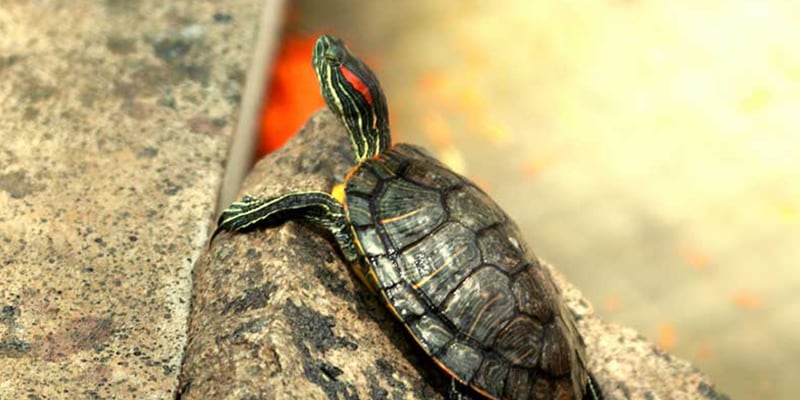 RED-EARED SLIDER TURTLE