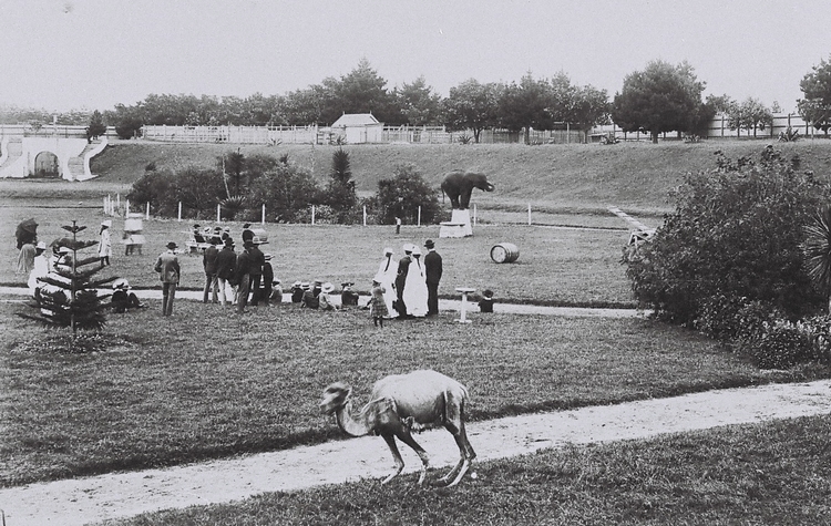 Moore Park Zoo - Sydney's first public zoo - featured an elephant that was donated by the King of Siam