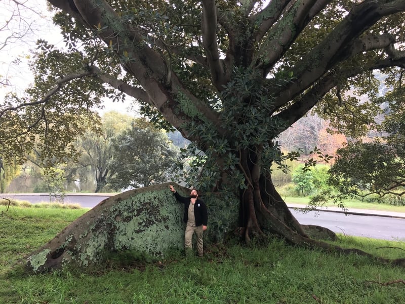 Moreton Bay Fig, Centennial Park 