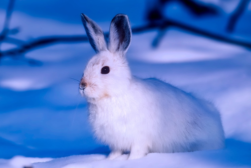 An arctic hare in the snow