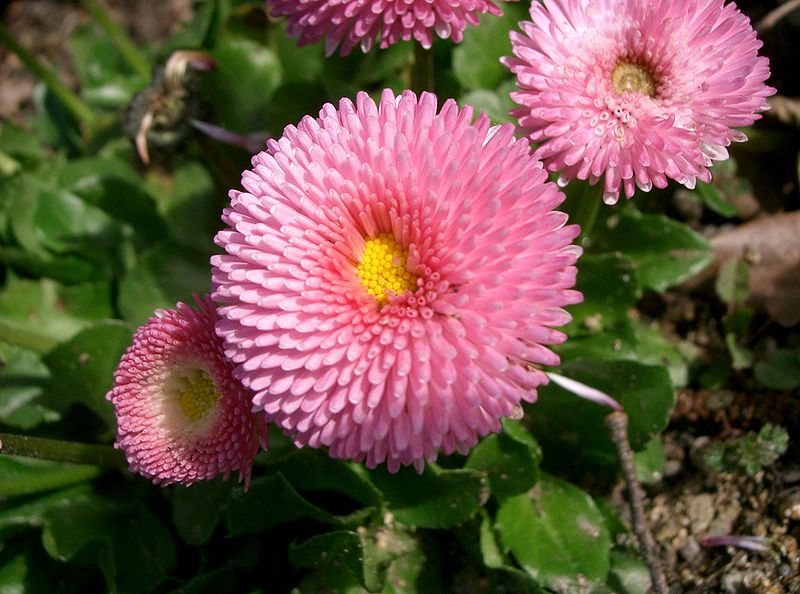 Bellis perennis, 'Monstrosa'