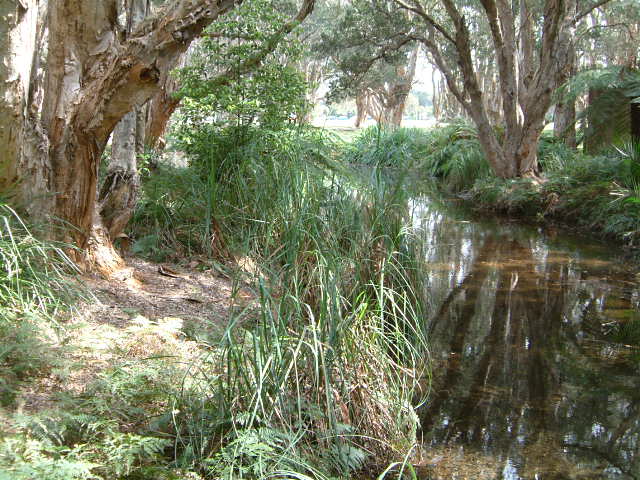 lachlan swamp