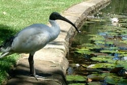 Ibis in Centennial Park