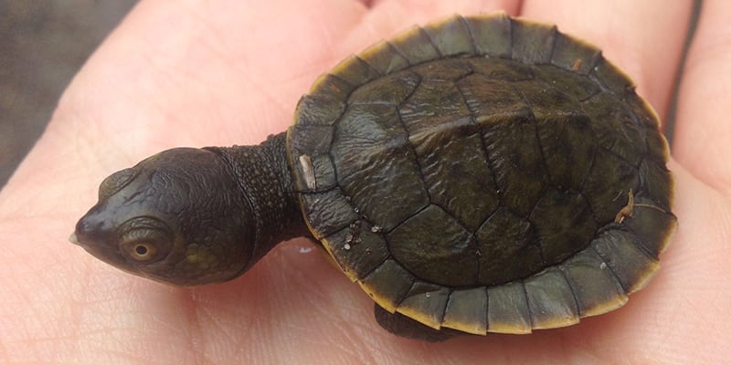 baby turtle in centennial park